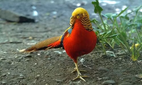 Cách đây vài năm, việc sở hữu loài chim trĩ 7 màu này rất khó khăn, nhưng giờ loài chim này đã phổ biển. Ảnh: Muabanchim.