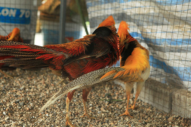 Hiện nay, ở Việt Nam, chim trĩ 7 màu được chia ra 3 loại đó là chim trĩ 7 màu đỏ, chim trĩ 7 màu vàng, chim trĩ 7 màu xanh. Ảnh: Dân Việt.