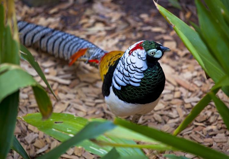 Dù vậy, không phải ai cũng dám chơi vì giá bán của nó vẫn thuộc hàng đắt đỏ. Ảnh: Thienduongchim.