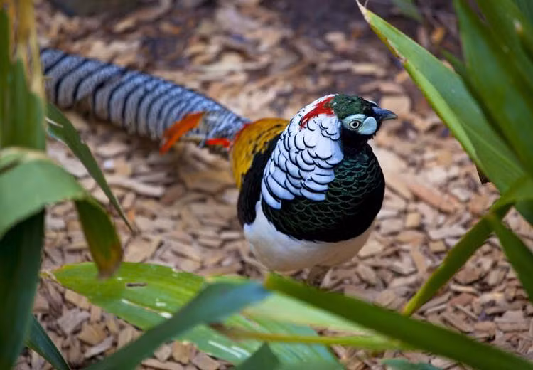 Dù vậy, không phải ai cũng dám chơi vì giá bán của nó vẫn thuộc hàng đắt đỏ. Ảnh: Thienduongchim.