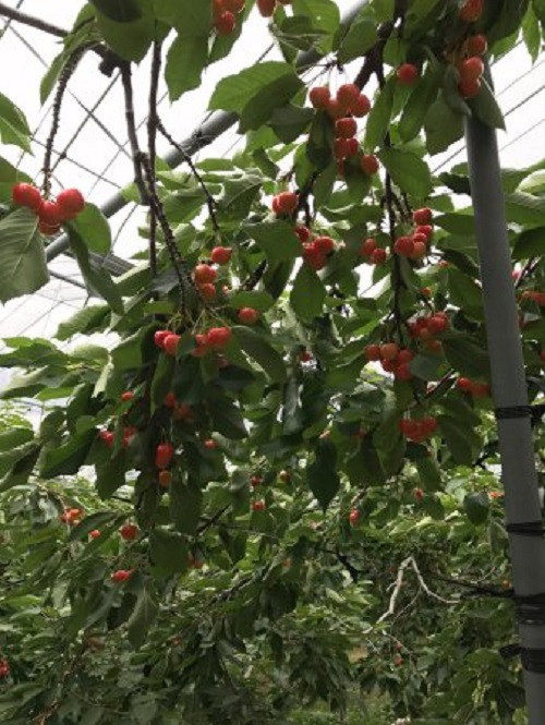 Ohashi có tổng diện tích hơn 46.000m2, lớn hơn cả sân vận động Tokyo Dome.