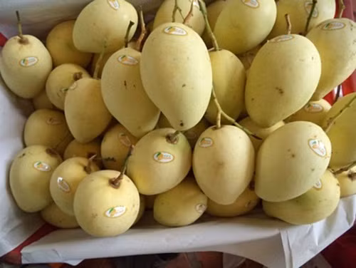 Xoài Việt Nam hiện xuất khẩu sang 40 nước trên thế giới, trong đó có châu Âu, Trung Quốc, Hàn Quốc, Nhật Bản, Australia, New Zealand...Ảnh: Nongsandungha.