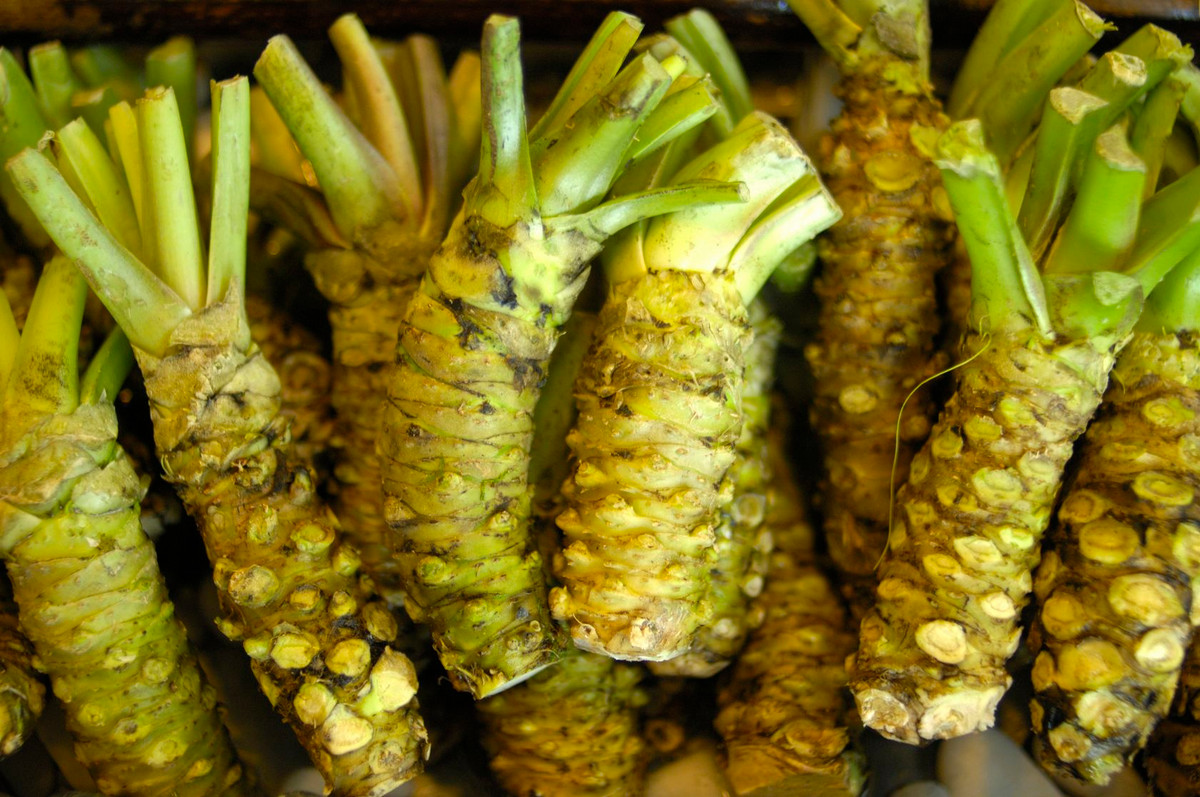 Đặc biệt, củ Wasabi sau khi thu hoạch phải sử dụng ngay, nếu để qua 15-20 phút sẽ bị mất vị cay nồng. Ảnh: Ndnr.