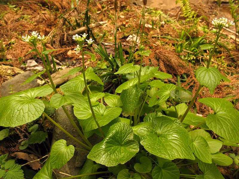 Sở dĩ, loại cải này có giá đắt như vậy là bởi hương vị độc đáo hiếm có và là cây khó trồng nhất thế giới. Ảnh: Wiki.