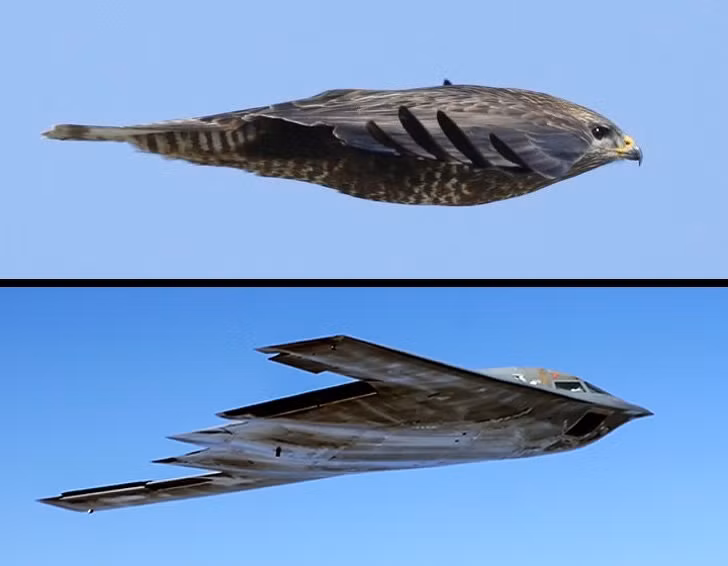 Một số máy bay có hình dạng kỳ lạ được giải thích bởi một lý do đơn giản: hình dạng này làm chúng ít bị phát hiện bởi radar, sonar, hồng ngoại và các phương pháp phát hiện khác. Thiết kế này cho phép máy bay mang theo nhiều hành lý hơn và tiêu thụ ít nhiên liệu hơn.