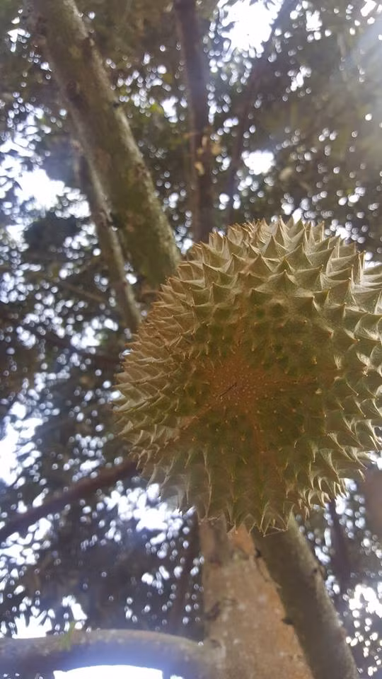 Theo người bán, sầu riêng Musang King Malaysia đặc biệt hơn so với sầu riêng Thái Lan và Việt Nam ở chỗ chúng được hái khi trái chín hẳn và tự rụng xuống thay vì được cắt thẳng từ cây. Ảnh: FB Musang King Yen Linh.