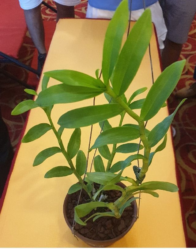 Diem nghi van o vu dai gia Thai Binh chi 10 ty mua lan 