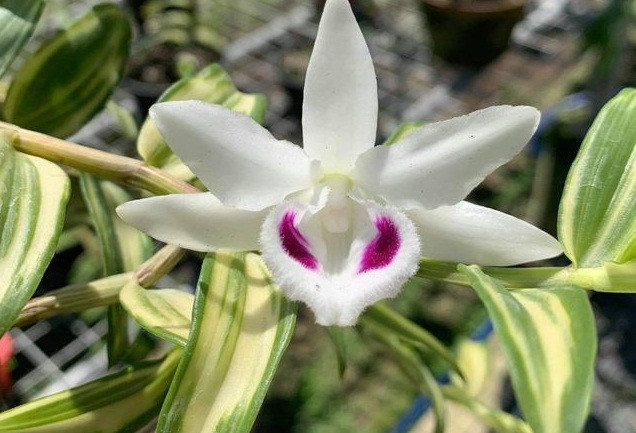 Diem nghi van o vu dai gia Thai Binh chi 10 ty mua lan 