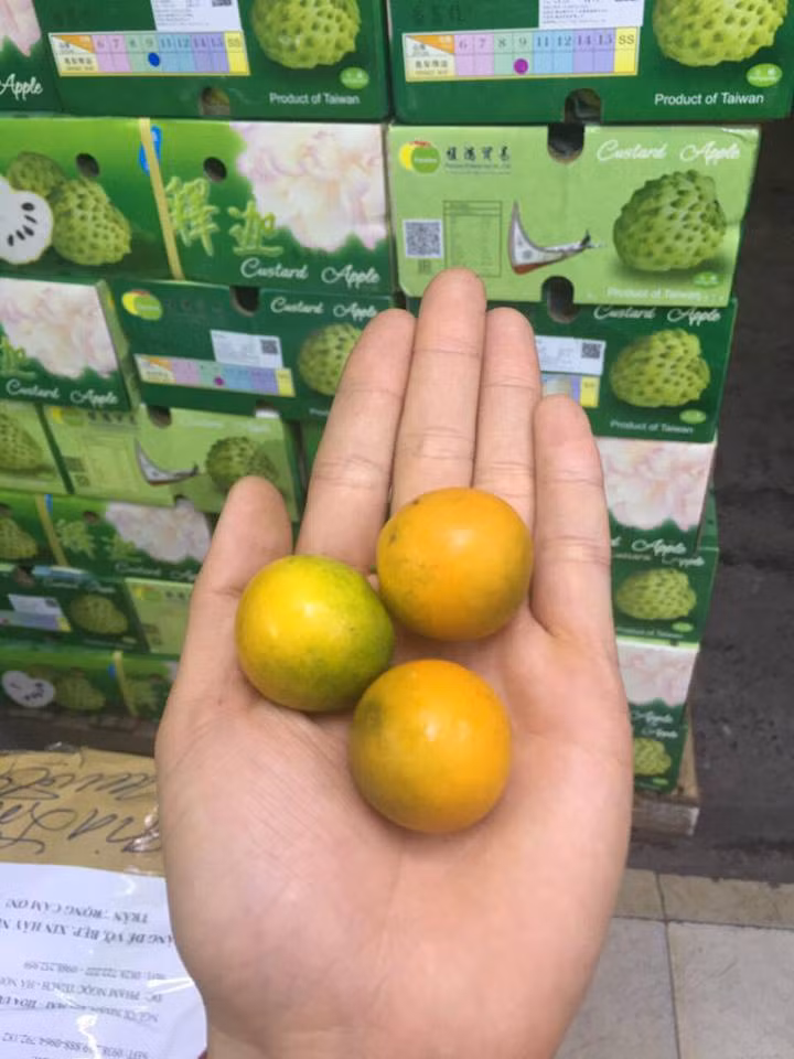 Tương tự, chị Lan (Thanh Trì, Hà Nội) cũng đặt mua 4 hộp để biếu hai bên nội ngoại như một món đồ độc đáo trong dịp Tết năm nay. Ảnh: Hoaquauudam.