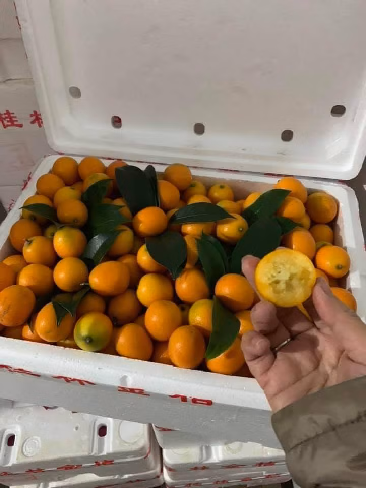Quất có cùi dày, ăn thơm và ngọt the the the vị vỏ quất. Ảnh: FB Thuy fruit.