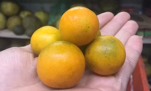 Khác với quất Việt Nam, quất không hạt Đài Loan ăn giòn và có vị ngọt. Ảnh: Hoaquauudam.