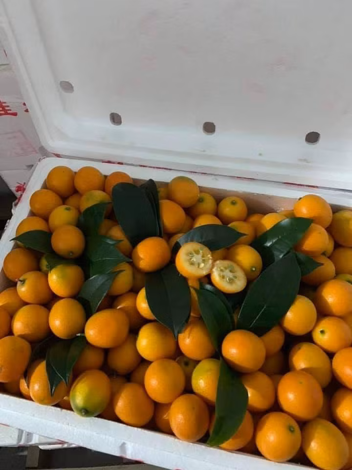 Theo người bán, loại quất này còn được là quất mật Đài Loan. Ảnh: FB Thuy fruit.