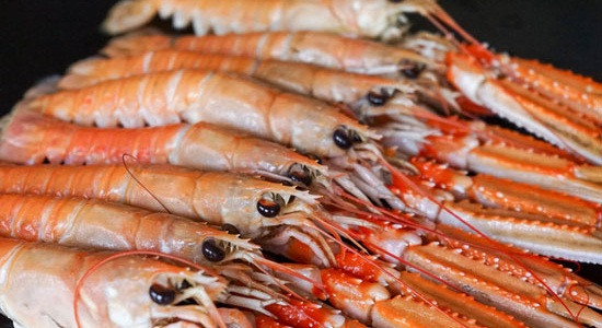 Tôm càng đỏ Na Uy loại nhỏ từ 9-12 con/kg, loại to từ 4-8 con/kg. Ảnh: Hieuhaisan.