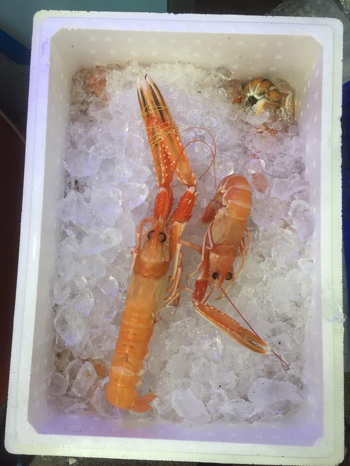 Nhập khẩu trực tiếp từ Na Uy, tôm càng đỏ bán cho khách dưới hai hình thức là còn sống bơi trong nước và tươi ướp đá. Ảnh: FB Đặng Thanh Liêm.