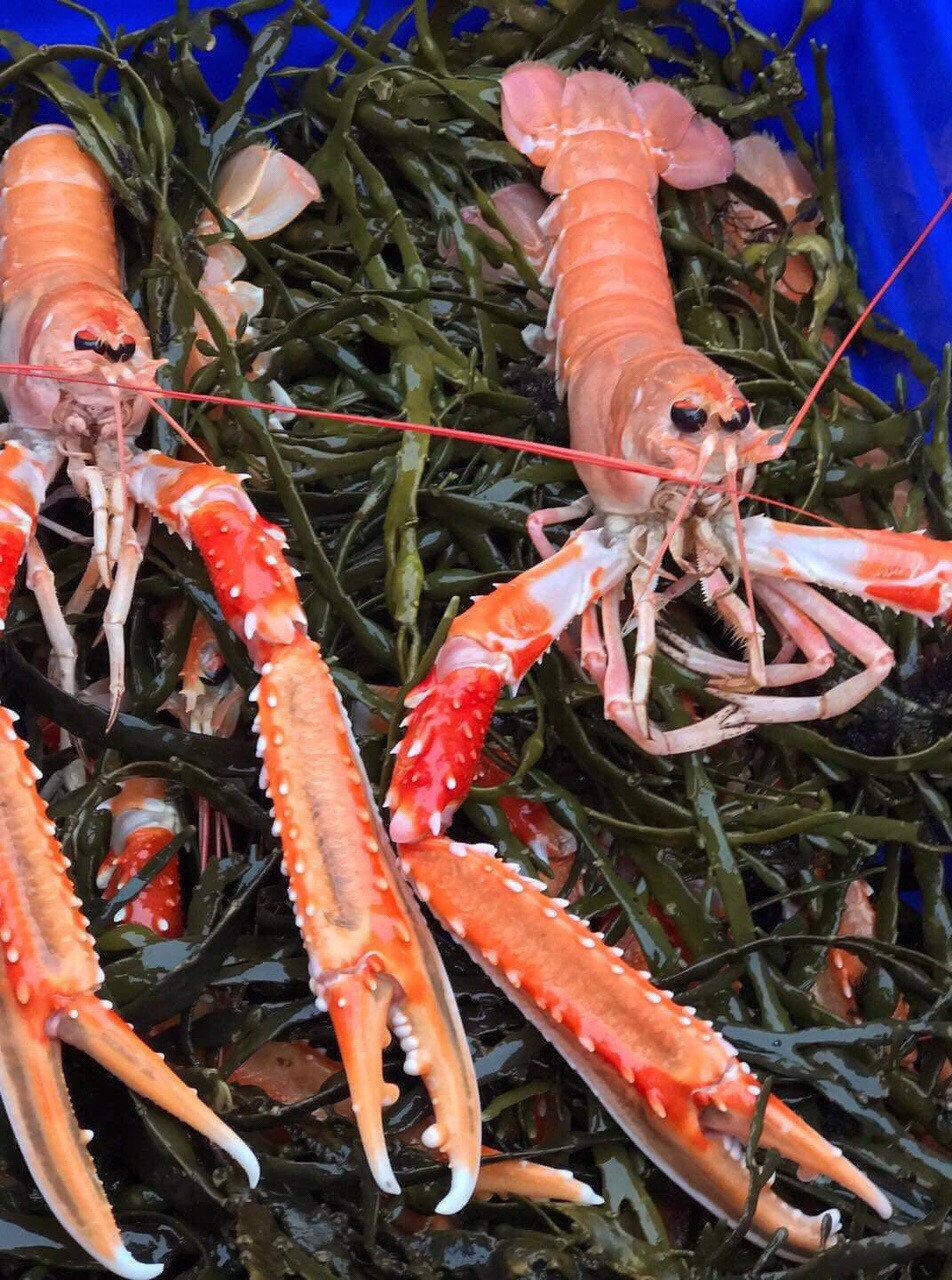 Tôm càng đỏ hình dáng bên ngoài nhìn dữ tợn, sắc bén với cặp càng dài gai xù xì. Ảnh: Haisanhoanglong.