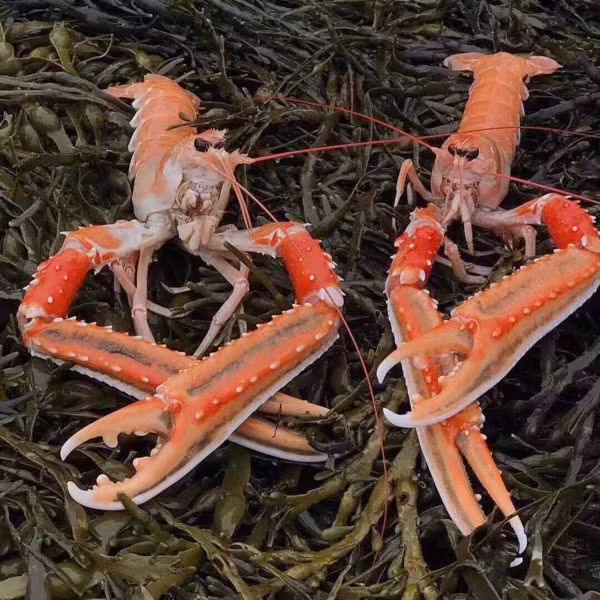 Nha giau Viet san lung tom cang do Na Uy tien trieu an Tet