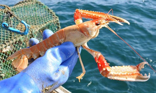 Tôm sống giá từ 2,3 - 2,5 triệu đồng/kg. Trong khi đó, tôm tươi giá rẻ hơn từ 1,3 - 1,5 đồng/kg. Ảnh: Facebook.