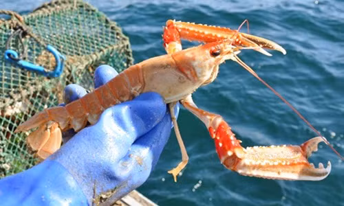 Tôm sống giá từ 2,3 - 2,5 triệu đồng/kg. Trong khi đó, tôm tươi giá rẻ hơn từ 1,3 - 1,5 đồng/kg. Ảnh: Facebook.