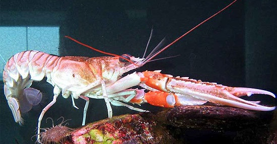 Theo người bán, tôm càng đỏ Na Uy là loại tôm sạch, sống tự nhiên tại các vùng biển ở phía đông bắc Đại Tây Dương, phía bắc Na Uy. Ảnh: Hieuhaisan.