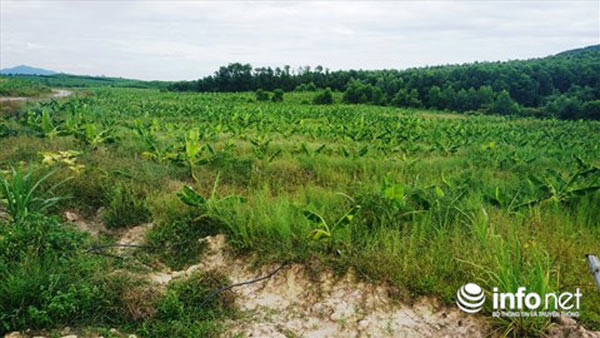 Cùng với đó, dự án chăn nuôi bò giống còn được BIDV chấp thuận cho vay 3.162 tỷ đồng. Trong đó, vốn tín dụng dài hạn là 2.190 tỷ đồng, vay ngắn hạn để nhập khẩu bò giai đoạn 1 và 2 là 970 tỷ đồng... Năm 2016, dự án khởi công và hoạt động có sự góp mặt của ông Trần Bắc Hà. Ảnh: Infonet.