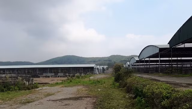 Mặc dù nhận được nhiều ưu ái, song sau gần 3 năm triển khai thực hiện, dự án mới đạt quy mô bình quân gần 15.000 con/năm, bằng 6% so quy mô đã được chấp thuận chủ trương đầu tư. Ảnh: Lao động.