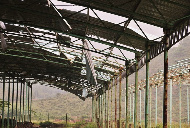 Đầu năm 2016 là thời kỳ đỉnh cao nhất của Công ty Bình Hà với hơn 24.000 con bò thịt thuộc giống Brahahman được nhập từ Úc về, chiếm gần 10,6% quy mô dự án. Tuy nhiên, ngay lứa bò đầu tiên này có hơn 200 con bò dính dịch bệnh, hàng chục con bò bị chết phải tiêu hủy. Ảnh: Tiền phong.