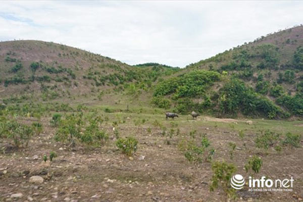 Để thực hiện dự án, tỉnh Hà Tĩnh điều chỉnh toàn bộ diện tích quy hoạch phát triển cao su, hoa màu, rừng sản xuất sang quy hoạch phát triển chăn nuôi, trồng cỏ. Hàng trăm ha đất rừng sản xuất, đất trồng hoa màu, trồng lúa của người dân các xã ở 2 huyện trên bị thu hồi. Ảnh: Infonet.