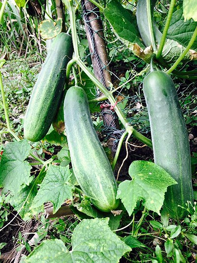 Trong vườn có nhiều loại rau bổ dưỡng như chùm ngây, dưa chuột...