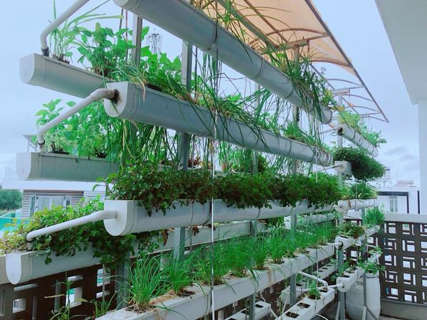 Trên sân thượng là hệ thống rau thủy canh hiện đại.