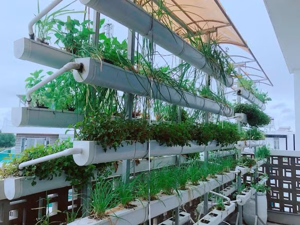 Trên sân thượng là hệ thống rau thủy canh hiện đại.