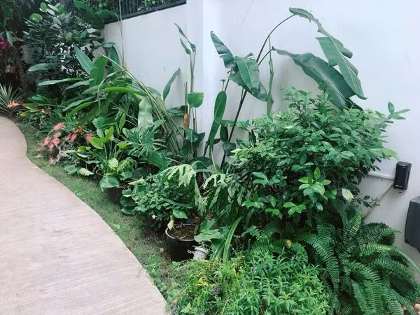 Lối vào nhà ấn tượng với hàng cây xanh mướt.