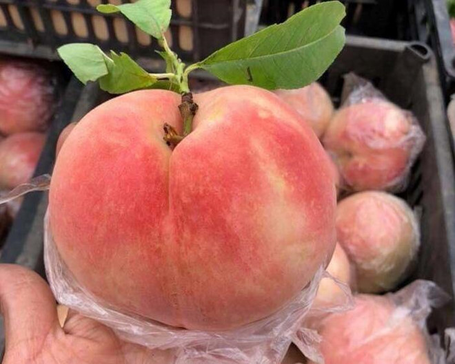 Đào "Tôn Ngộ Không" Trung Quốc được bán trên thị trường Việt với giá chỉ từ 15.000 – 25.000 đồng/kg. Đào có kích cỡ lớn, vị ngọt, giòn và thơm. Ảnh: Zing.