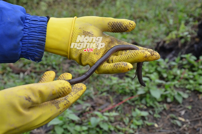 San giun 'khong lo': Mo ruot, say kho ban sang Trung Quoc-Hinh-2