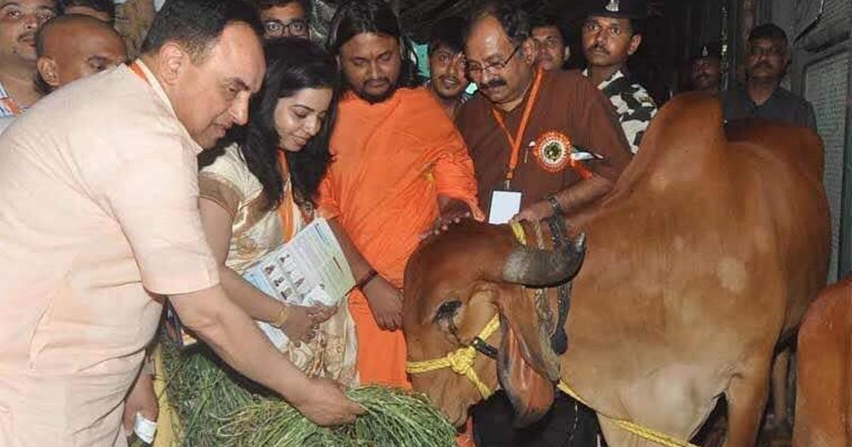 Nhân viên phải suy đoán từ những động tác của bò và cố gắng xác định thói quen tiểu tiện của từng con.