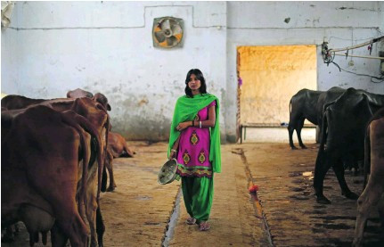 Điều này đòi hỏi sự kiên trì chờ đợi cũng như nắm vững những tập tính của từng đàn bò.