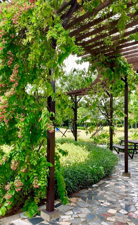 Giàn cây xanh mướt tỏa bóng mát.