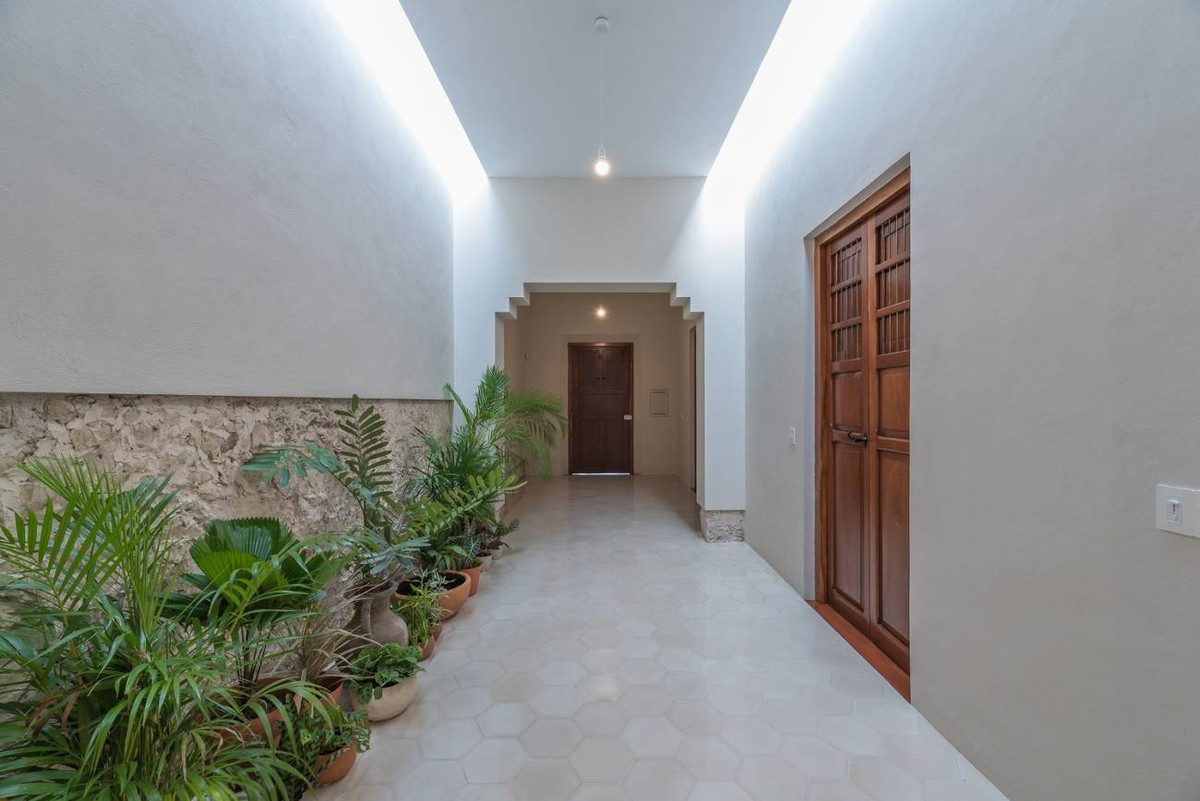 Khe lấy ánh sáng từ trên cao cho cây xanh trong nhà.