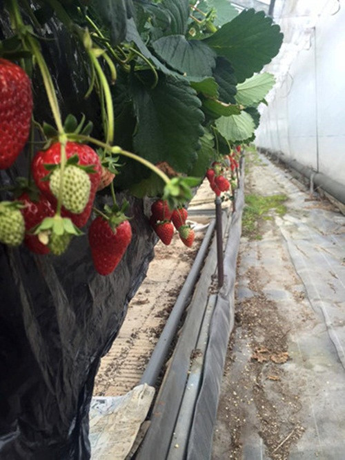 Dâu tây Kotoka tuy đắt đỏ nhưng không phải lúc nào cũng có sẵn. Nó còn phụ thuộc vào điều kiện môi trường. Ảnh: FB Kazuya Ikegami. Video: Vườn dâu tây gây sốt ở Đà Lạt. Nguồn: Youtube.