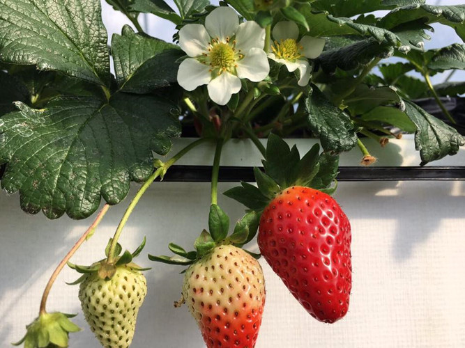 Kotoka được thu hoạch trong khoảng thời gian từ giữa tháng 12 đến giữa tháng 5. Ảnh: FB 門前市場.