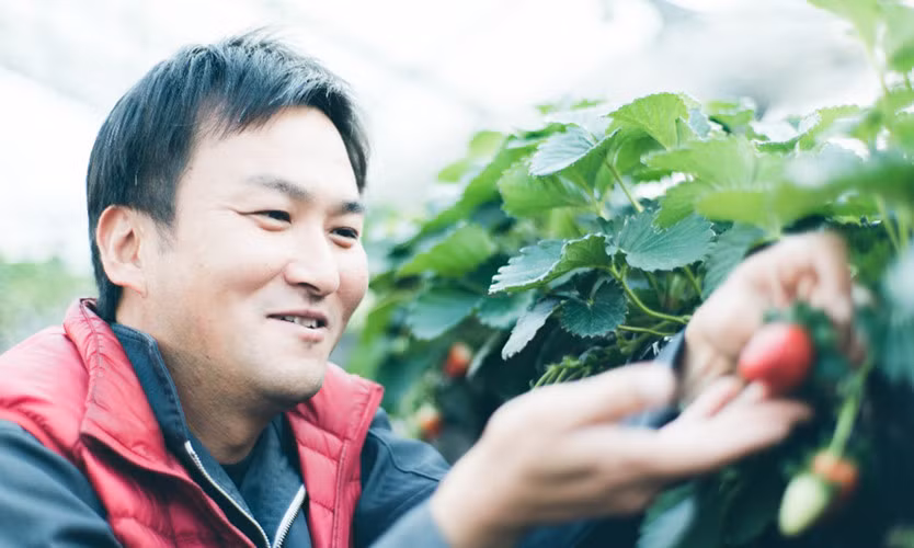 Giống dâu tây đắt nhất thế giới được trồng lần đầu tiên vào năm 1989. Ảnh: Narajikan.