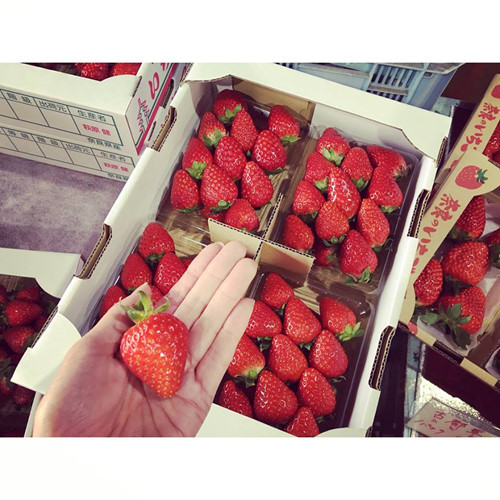 Bởi đó là lúc trái dâu tây hấp thụ đủ cả khí lạnh ban đêm và ánh nắng ấm áp ban ngày, kết tinh hội tụ tạo nên vị thơm ngọt đặc trưng. Ảnh: FB Junko Tanida.