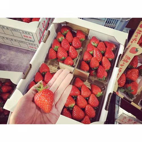 Bởi đó là lúc trái dâu tây hấp thụ đủ cả khí lạnh ban đêm và ánh nắng ấm áp ban ngày, kết tinh hội tụ tạo nên vị thơm ngọt đặc trưng. Ảnh: FB Junko Tanida.