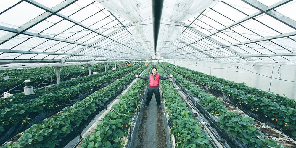 Tất cả được trồng hoàn toàn trong nhà kính để đảm bảo độ an toàn. Ảnh: Narajikan.