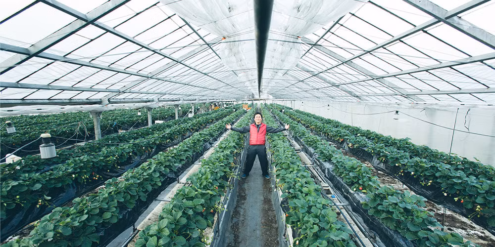 Tất cả được trồng hoàn toàn trong nhà kính để đảm bảo độ an toàn. Ảnh: Narajikan.