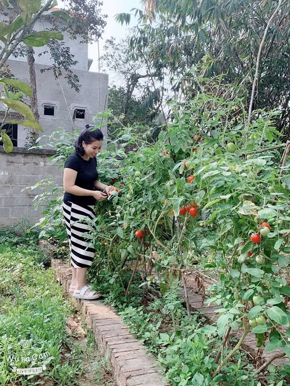 Trong vườn có nhiều cây ăn trái và rau sạch. Ảnh: Nld.