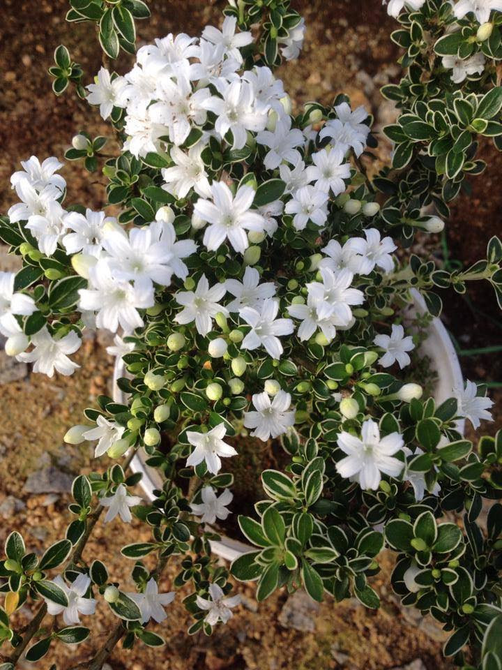 Bonsai bạch tuyết mai có thể bày trong phòng khách, ngoài ban công hoặc hiên nhà. Ảnh: Facebook.