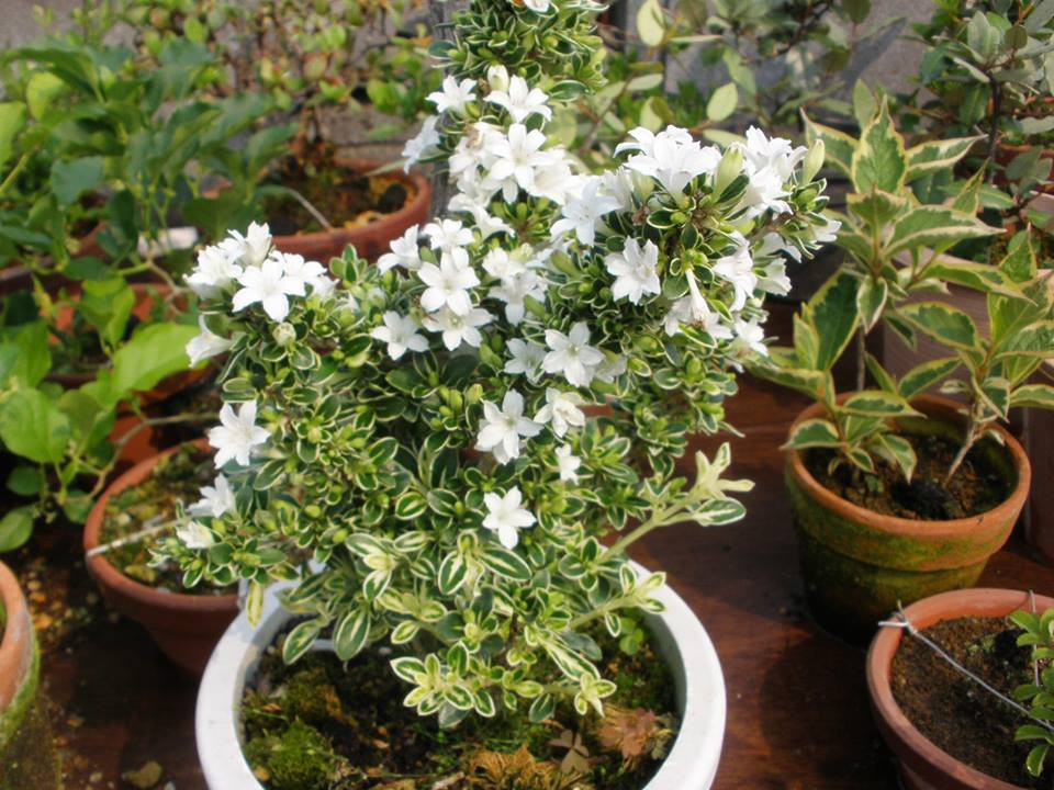 Hoa bạch tuyết mai có 5 cánh tượng trưng cho những điều tốt lành. Ảnh: FB Mộc Nhiên Farm.