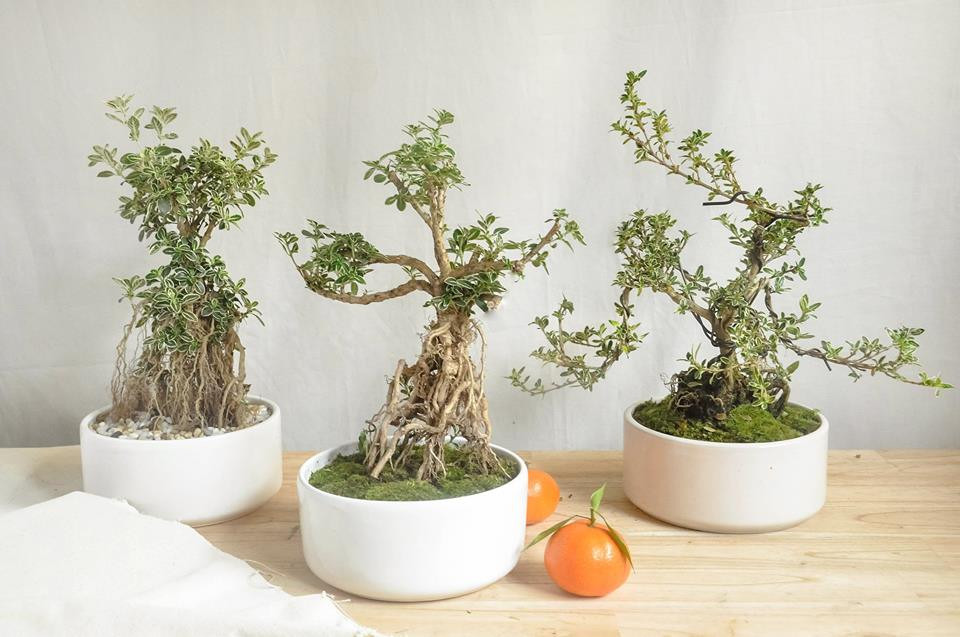  Bạch tuyết mai bonsai có nhiều thế khác như thác đổ, quân tử...Ảnh: FB MOR Garnish.