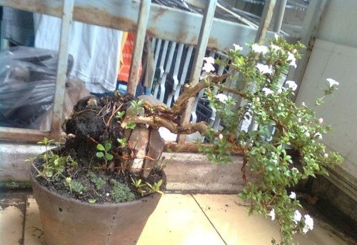 Đây cũng là một trong số ít loại bonsai có thể nở hoa. Ảnh: Cayxanhhanoi.