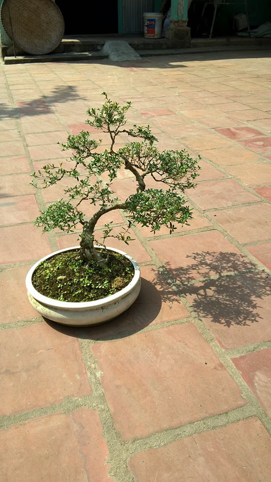 Chậu bạch tuyết mai mini cao 40cm đẹp mắt với đường thân điệu đà. Ảnh: FB Nguyen Đức Bonsai.
